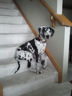 a dalmatian dog sitting on some stairs