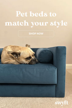 a dog laying on top of a blue couch with the caption pet beds to match your style shop now