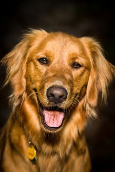 a close up of a dog with its tongue out