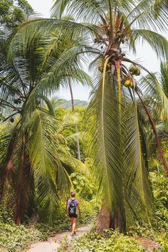 a person walking down a path between two palm trees in the jungle with green foliage on either side