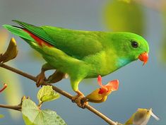 a green bird perched on top of a tree branch with flowers in its beak and mouth