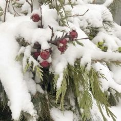 snow covered evergreen branches with berries on them