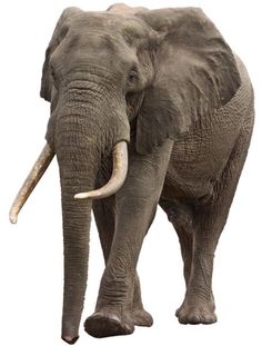 an elephant with tusks standing in front of a white background