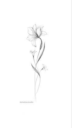 a pencil drawing of a flower on a white background