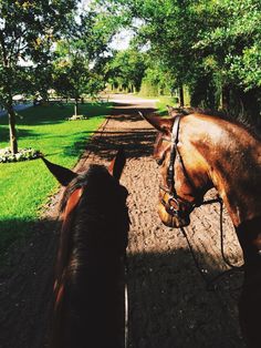 two brown horses standing next to each other on a dirt road