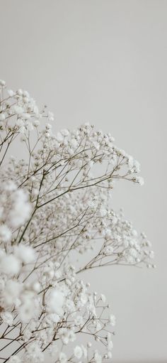 white flowers are in a glass vase on a table