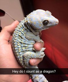 someone holding a baby gecko in their left hand and the caption says everyone has belly rolls including the supervisor reptilian race