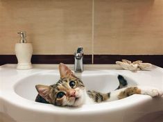 a cat laying in a bathroom sink with its paws on the faucet and looking up