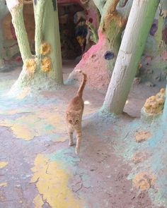 an orange cat walking through a forest filled with colorful trees and mud formations on the ground