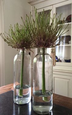 two vases with flowers in them sitting on a counter top next to each other