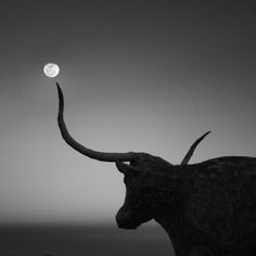 an animal with large horns standing in front of the ocean under a moonlit sky