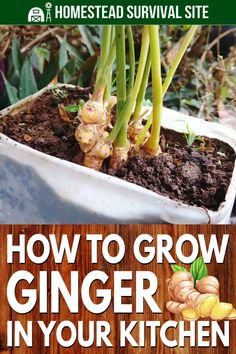 how to grow ginger in your kitchen garden