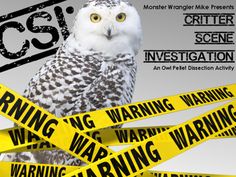 an owl is surrounded by yellow caution tape