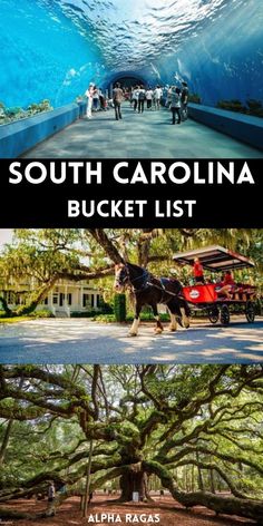 Things To Do In South Carolina Congaree National Park, South Carolina Travel, Columbia South Carolina, Drive In Movie, Central America, Travel Insurance, Holiday Travel, Travel With Kids, Weekend Getaways