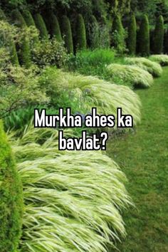 grass and bushes with the words murkha ahes ka bavlat?