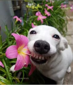 a white dog holding a pink flower in its mouth with it's tongue out