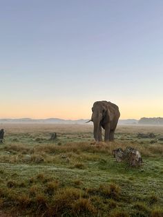 an elephant standing in the middle of a grassy field with mountains in the back ground