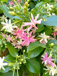 pink and white flowers with green leaves in the background