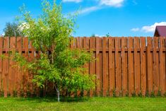 a small tree in front of a wooden fence