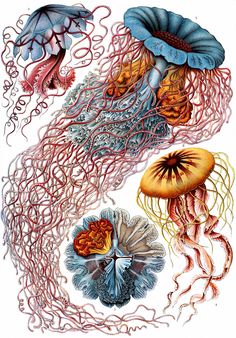 an illustration of jellyfish and other marine creatures