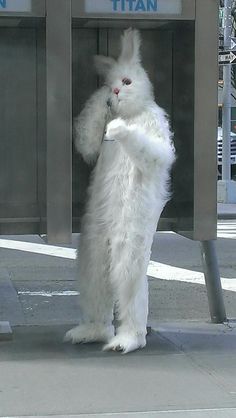 a white rabbit standing on its hind legs in front of a sign that says titan