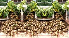 several trays filled with different types of potatoes and lettuce growing in them