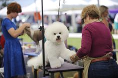 a white poodle being groomed by a woman at an outdoor dog show with other people in the background