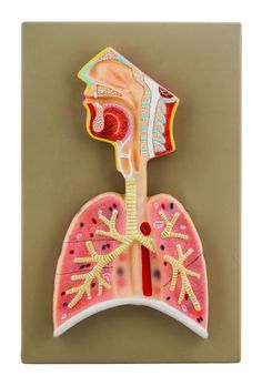 a medical model of the lungs and organs