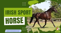 there is a horse that is walking in the grass with words irish sport horse on it