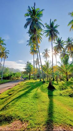 palm trees line the side of a road in front of a grassy area with grass and dirt