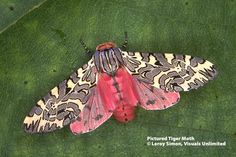 a moth sitting on top of a green leaf covered in ligthroam