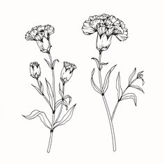 three flowers are shown in black and white on a white background, each with long stems