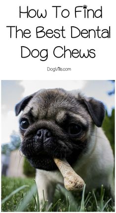 a small pug dog holding a bone in it's mouth with the words, my dog will only eat human food