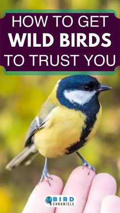 a hand holding a bird with the words how to get wild birds to trust you