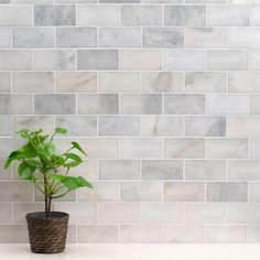 a potted plant sitting on top of a counter next to a white tiled wall