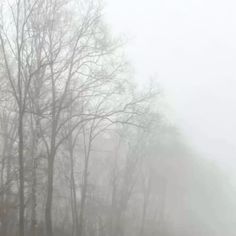 a foggy forest filled with lots of trees