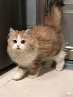 an orange and white cat standing in front of a microwave oven looking at the camera