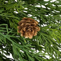 a pine cone is hanging from the branch of a tree, with green needles on it