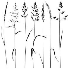 black and white silhouettes of tall grass