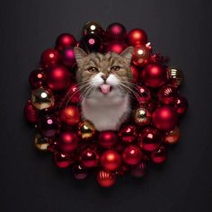 a cat sticking its tongue out while sitting in a christmas ornament wreath with red and gold ornaments around it