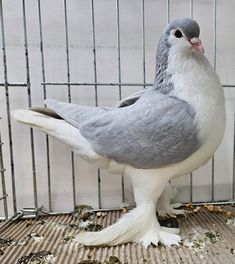 a grey and white bird standing on top of a floor