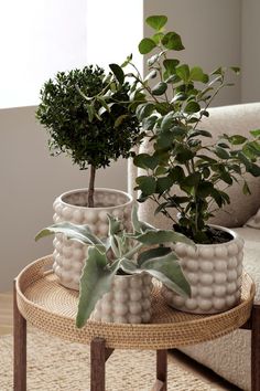 two potted plants sitting on top of a wooden table next to a couch in a living room