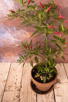 a potted plant sitting on top of a wooden table