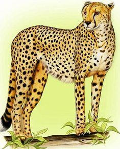 a drawing of a cheetah standing in the grass