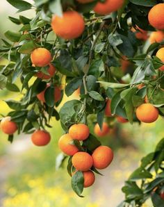 an orange tree filled with ripe oranges on it's branches and green leaves