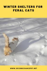 a cat is running in the snow with its front paws on it's back