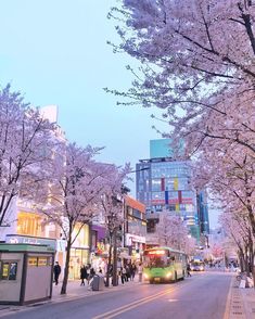 a bus driving down a street next to tall buildings and trees with pink flowers on them