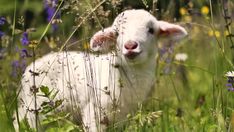 a baby sheep standing in the middle of a field with wildflowers and grass