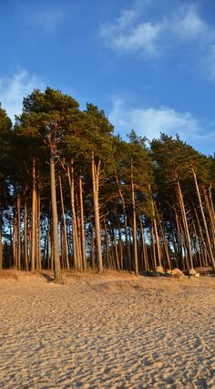 a sandy beach with lots of trees on it