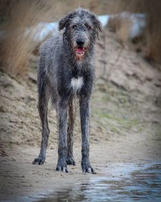 a wet dog standing on the side of a dirt road